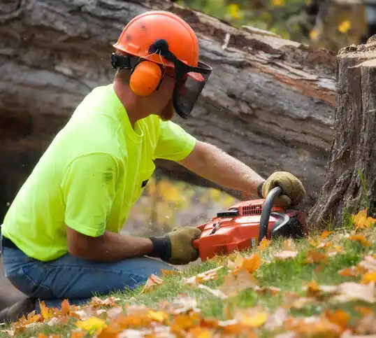 tree services Derwood